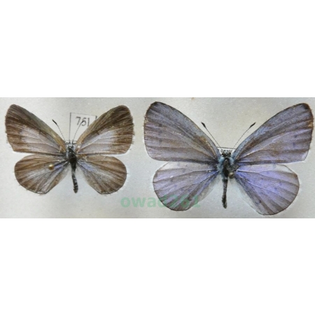 Celastrina argiolus (Linnaeus, 1758) pair Modraszek wieszczek Czech75l